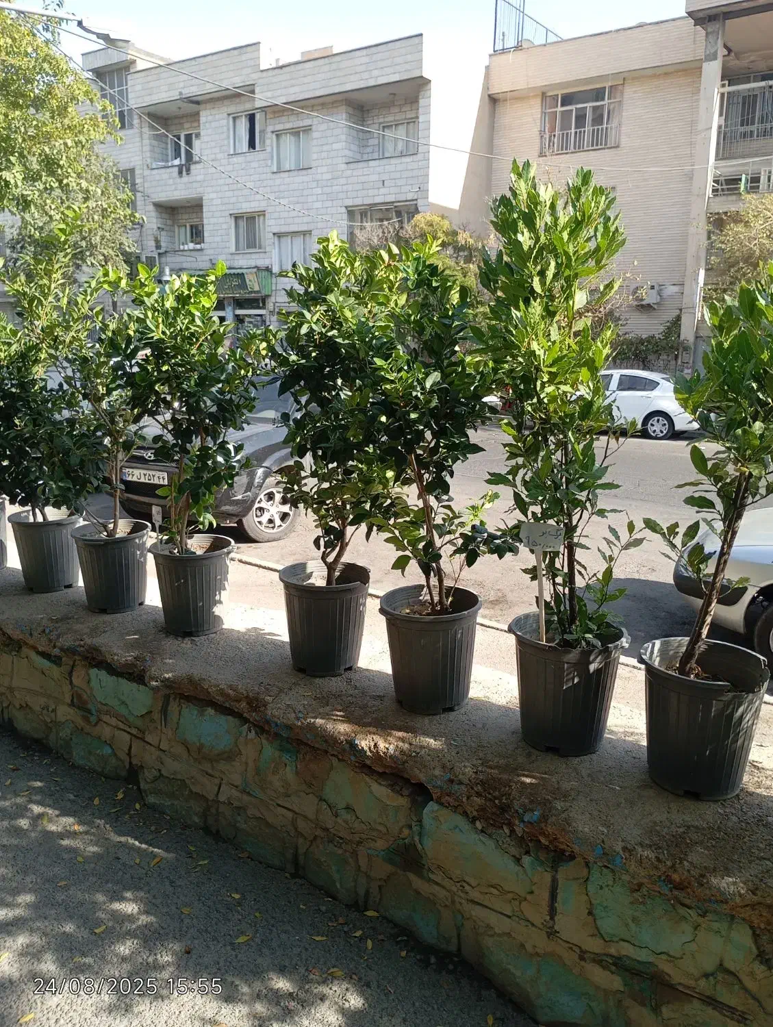 گیاهان باغچه ای با کیفیت فوق العاده|گل و گیاه طبیعی|تهران, شاهین|دیوار