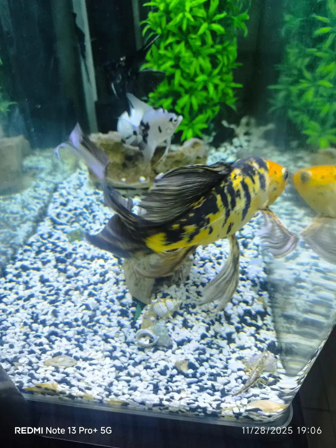 ماهی کوی سوپر باله|ماهی|کاشان, مزرعه نو|دیوار