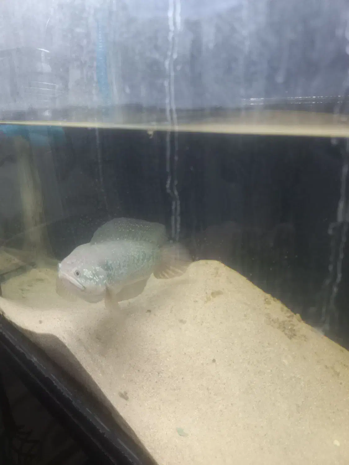 ماهی چانا اسیاتیکا|ماهی|تهران, جوادیه تهرانپارس|دیوار