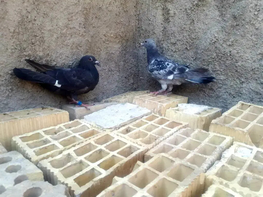 کبوتر|پرنده|کارون, |دیوار