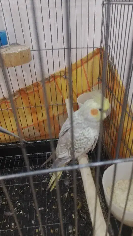 دو عدد عروس هلندی نر و ماده|پرنده|خلخال, |دیوار