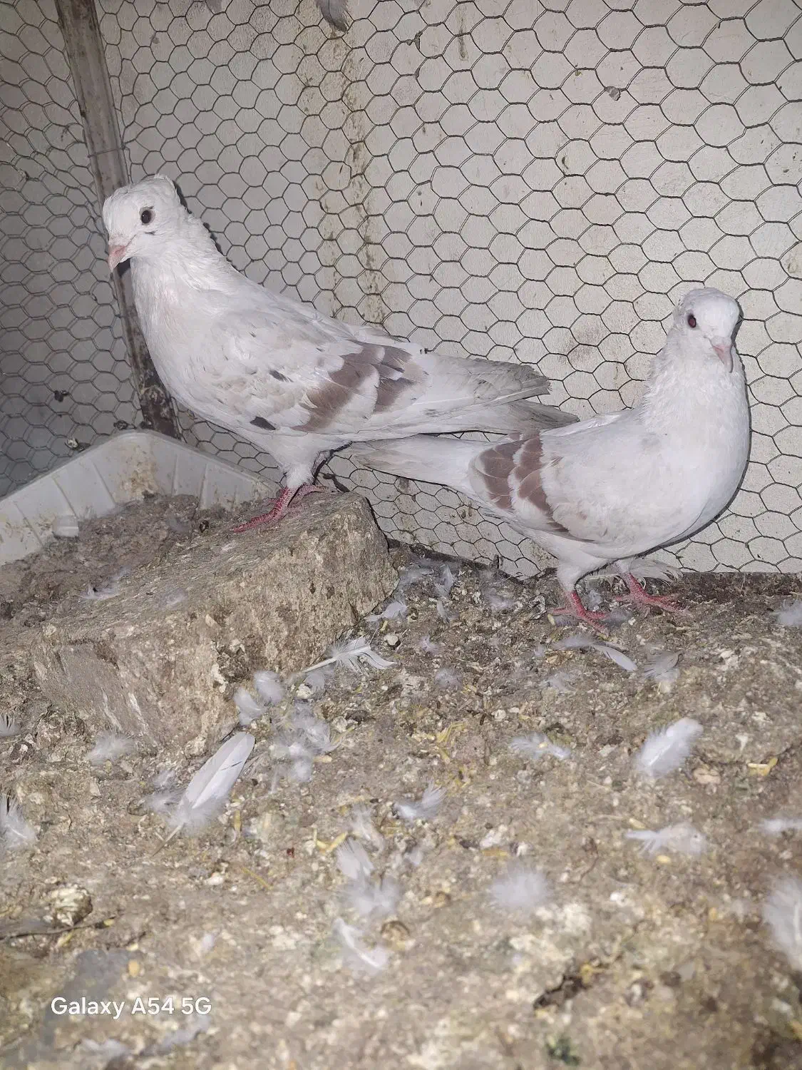 کبوتر دوکت پلنگ|پرنده|اصفهان, ارداجی|دیوار