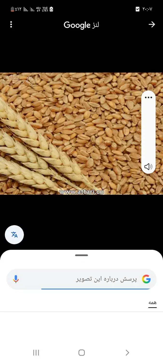 گندم ابی میهن گوای شده|خدمات باغبانی و درختکاری|قیدار, |دیوار