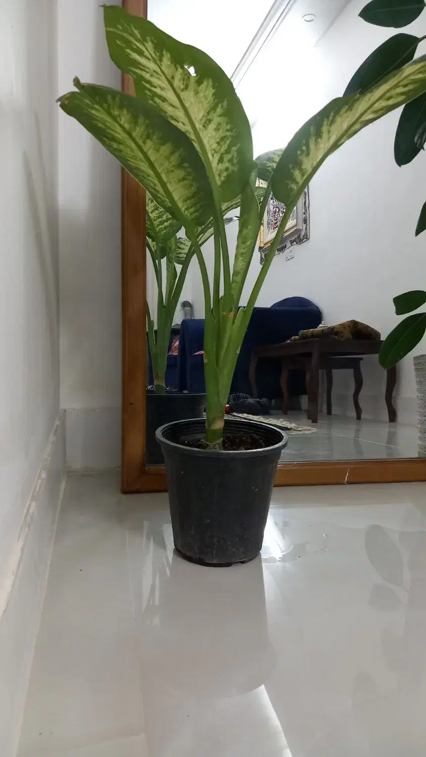 گل های اپارتمانی|گل و گیاه طبیعی|نیشابور, مبارکه|دیوار