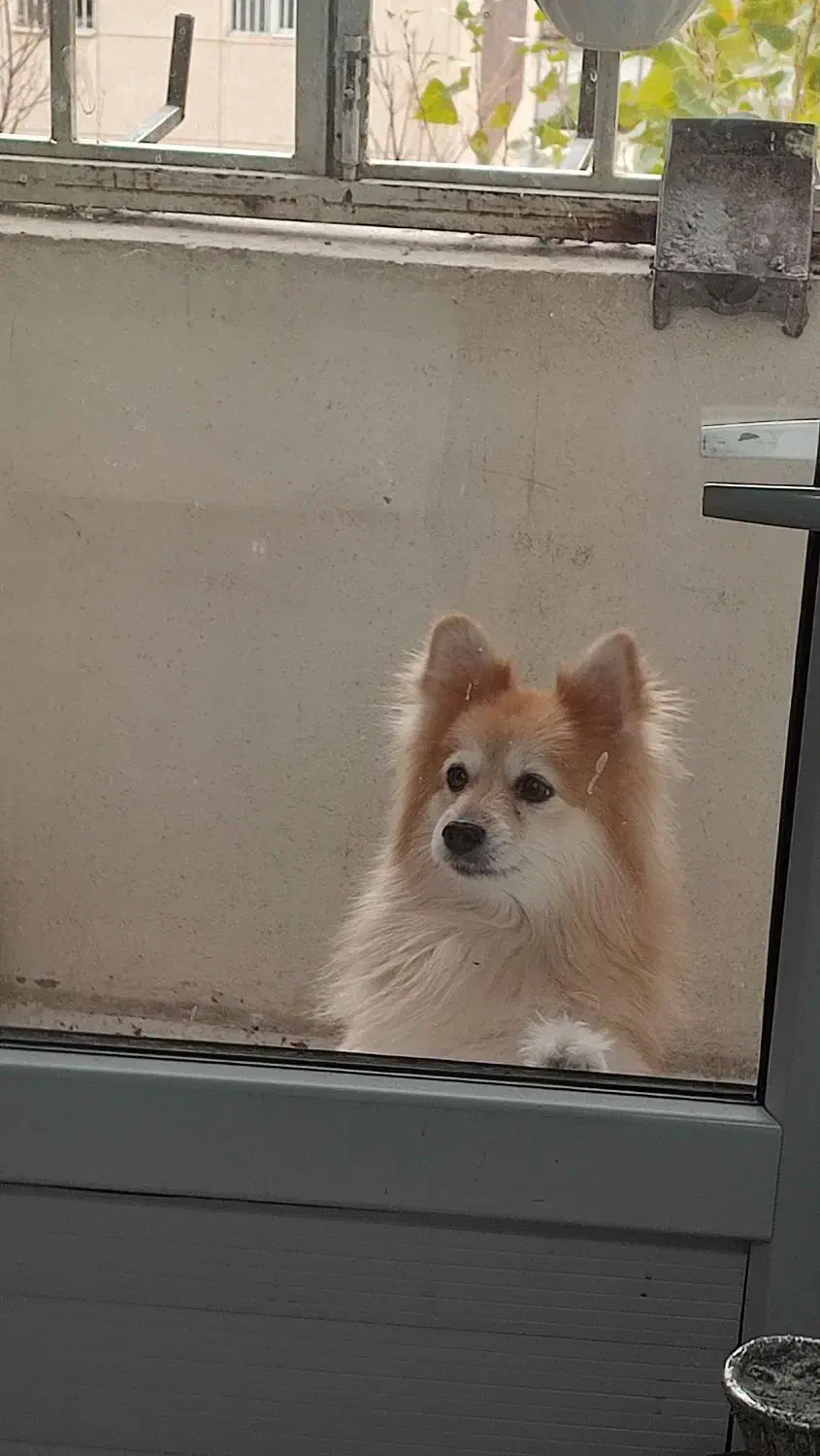 سگ پامر|سگ|خرم‌آباد, |دیوار