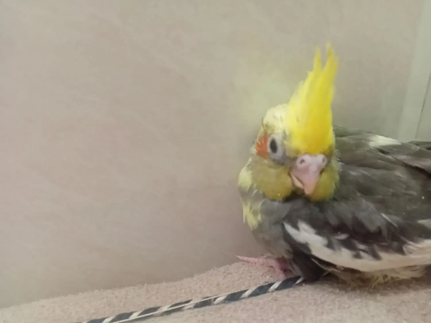 جوجه عروس هلندی دون خور|پرنده|قم, کاسه گران|دیوار