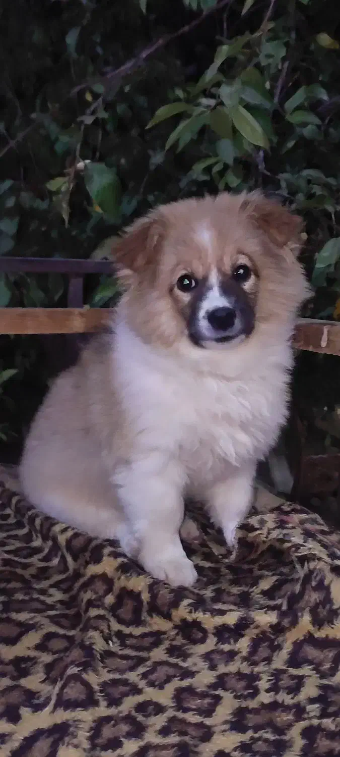 واگذاری توله سگ فیندو پاکوتاه اصیل|سگ|نوبران, |دیوار