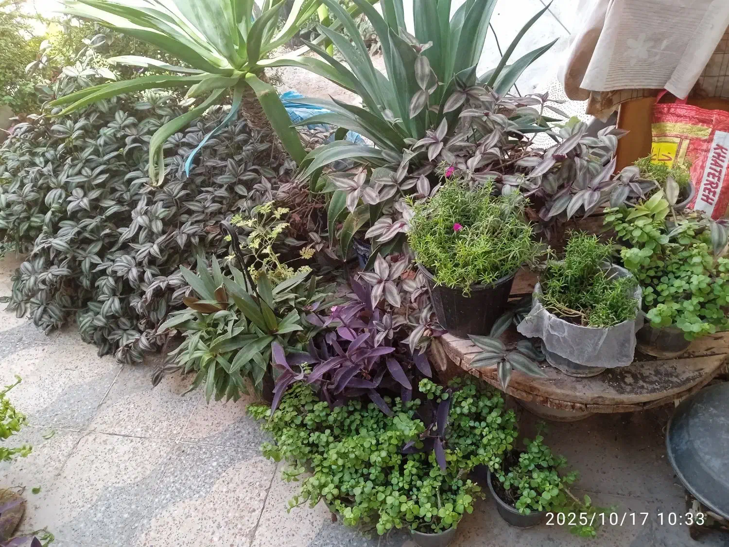 گل فروشی|گل و گیاه طبیعی|فسا, |دیوار