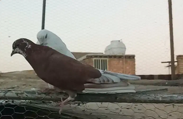 کبوتر کفتر گمشده|حیوانات|اصفهان, دوطفلان|دیوار