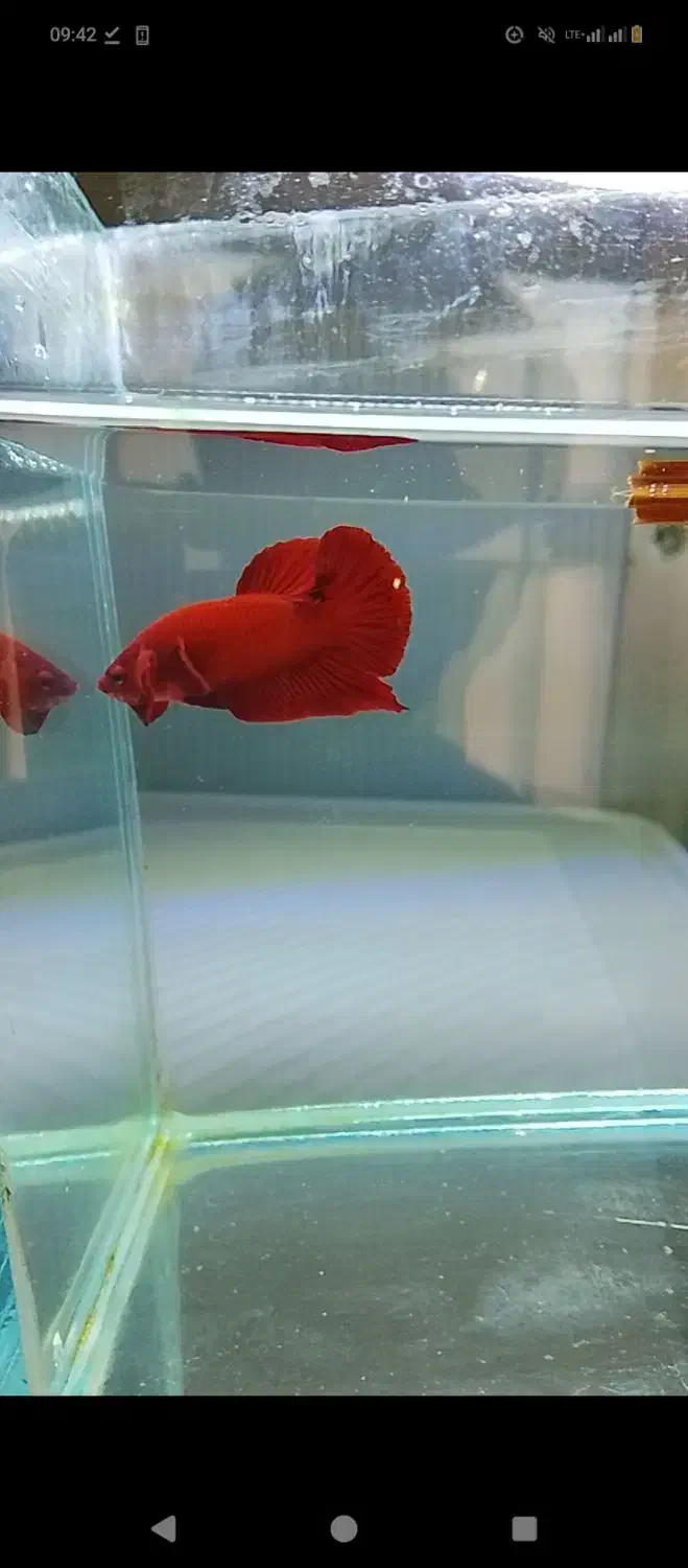 ماهی فایتر|ماهی|تهران, شمیران‌نو|دیوار