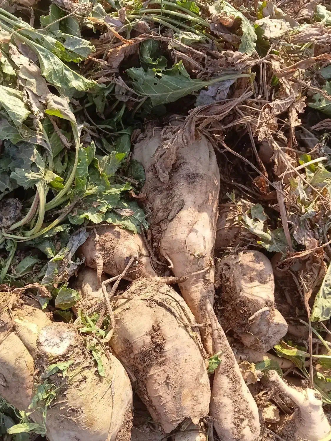 چعندر قند|خوردنی و آشامیدنی|بشاریات, |دیوار