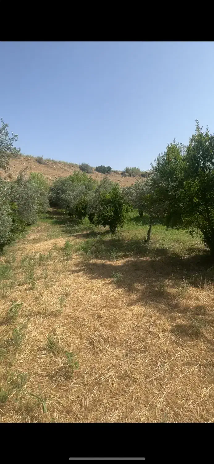 فروش ۵ قطعه باغ زیتون جاده کلتان شیرین سودارای آب|فروش دفتر صنعتی، کشاورزی، تجاری|طارم, |دیوار
