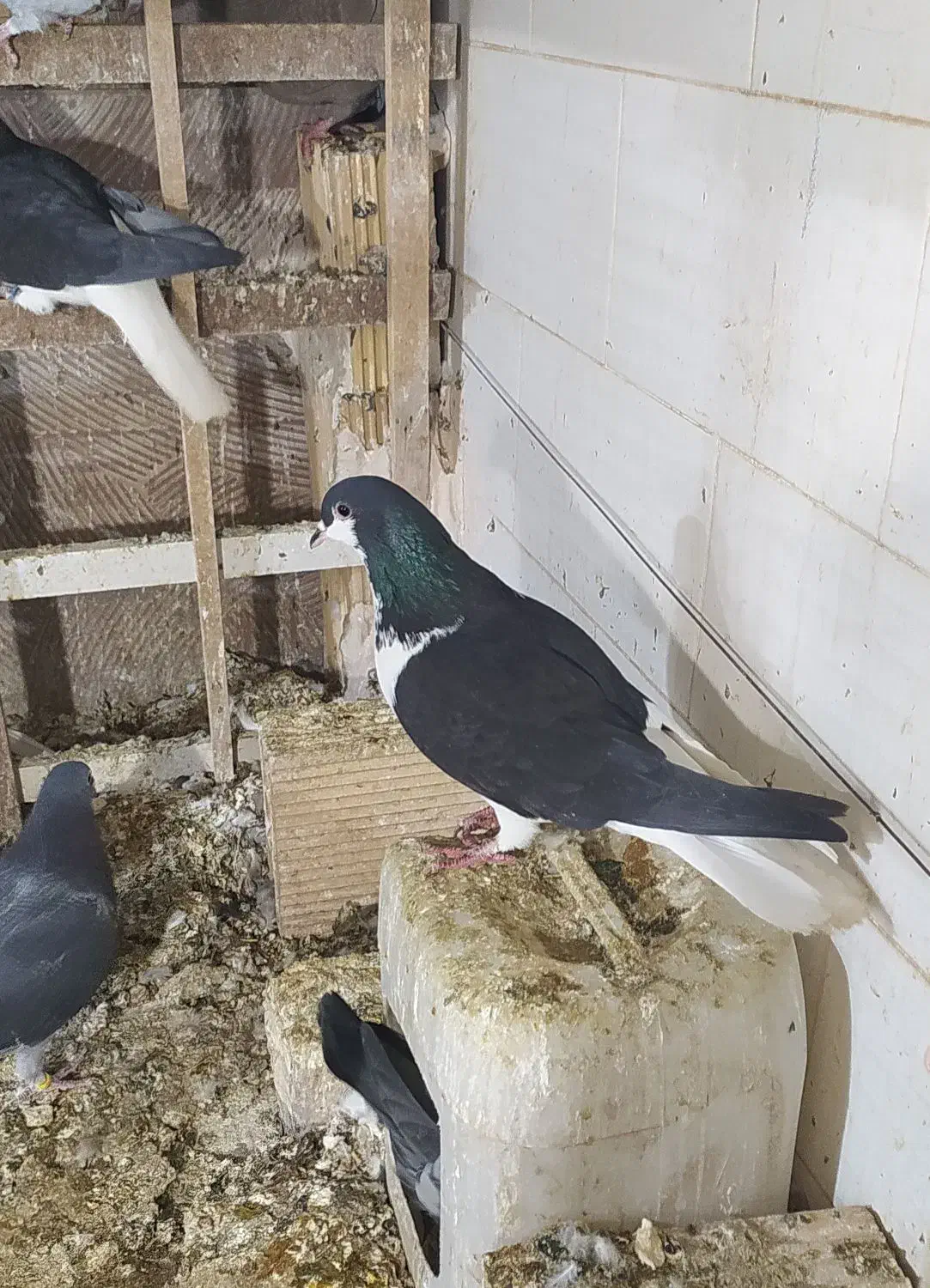 کبوتر شیرازی و پلاکی|پرنده|ساوه, |دیوار