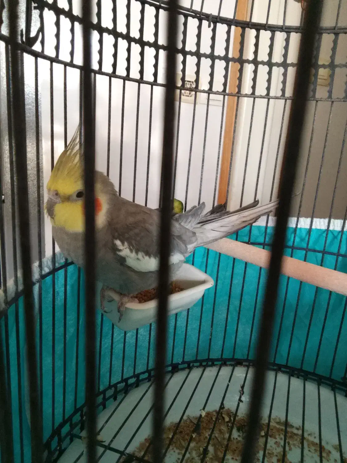 عروس هلندی|پرنده|ابریشم, |دیوار