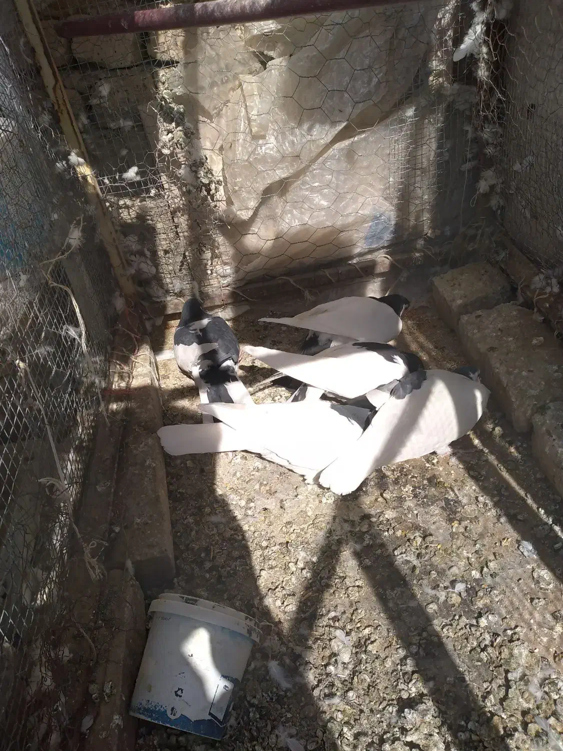 کبوتر چپ و راست و خال|پرنده|تربتحیدریه, اندیشه|دیوار