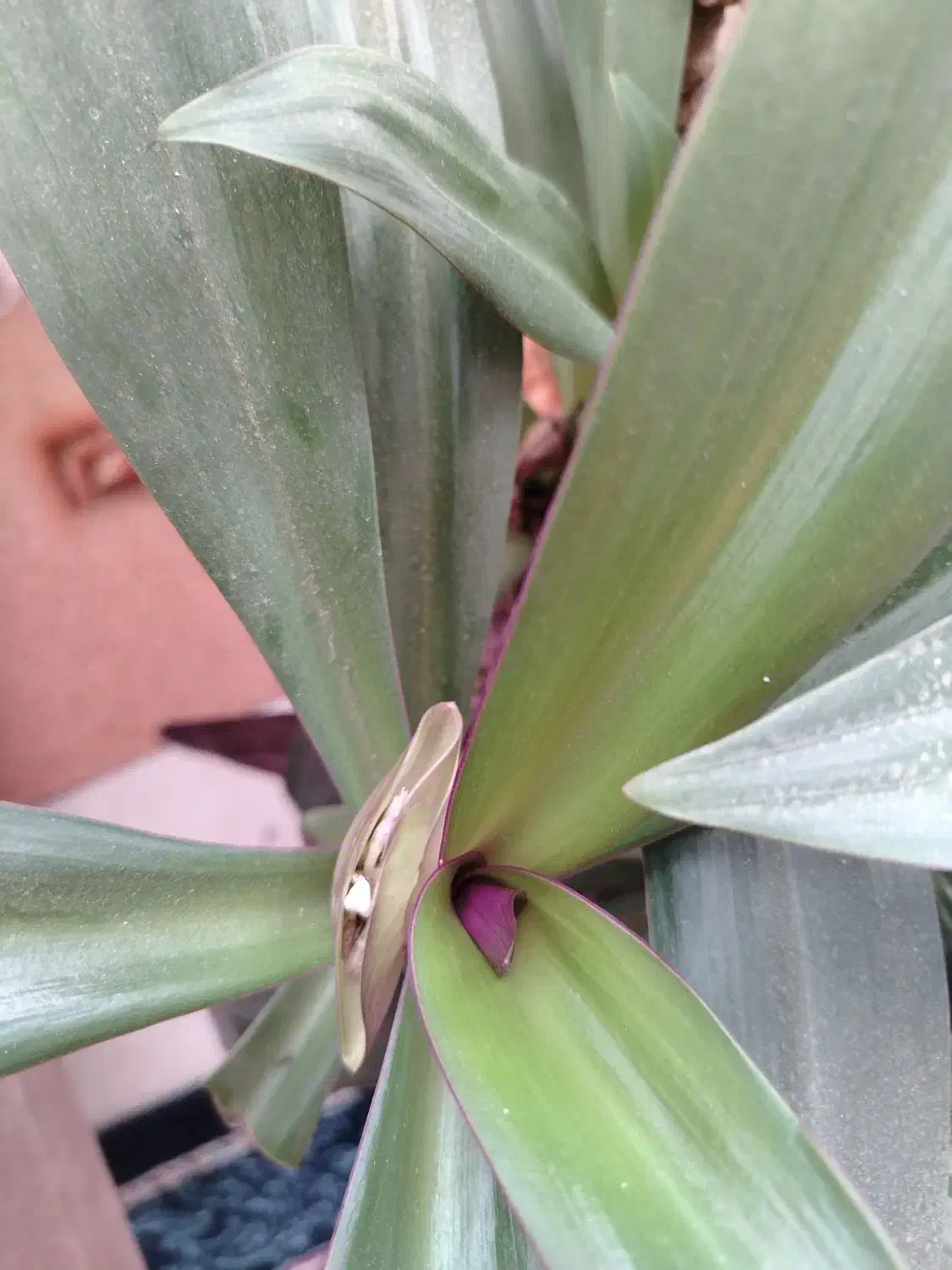 گیاه زیبا و بزرگ|گل و گیاه طبیعی|بیرجند, |دیوار