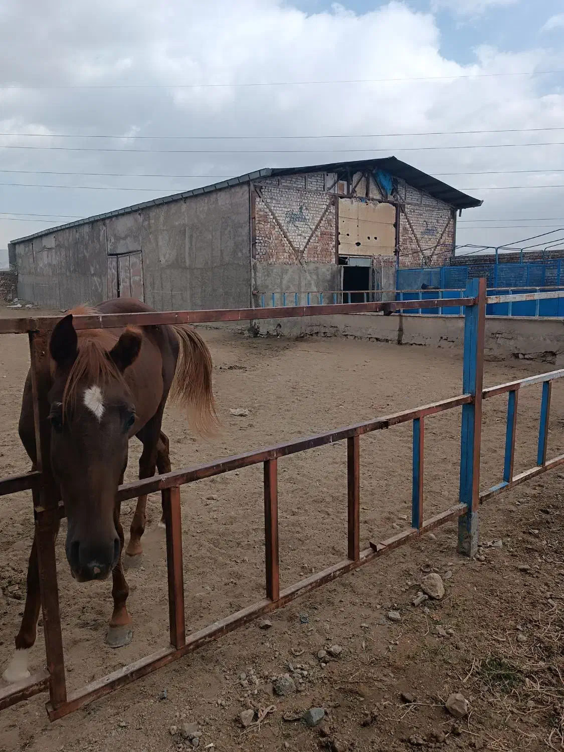 اسب یونجه ساقه درشت و ساق ریز مخصوص اسب|اسب و تجهیزات اسبسواری|خرمآباد, |دیوار