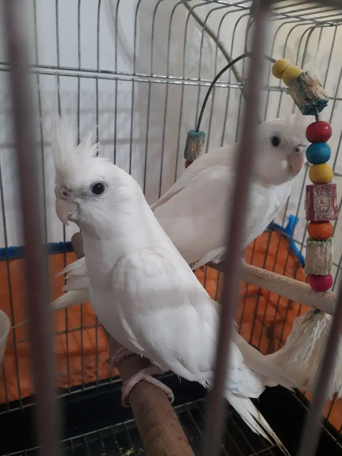 طوطی عروس البینو بدون لپ نر|پرنده|رشت, آب آسیاب|دیوار