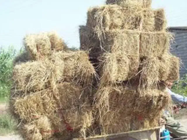 کاه کولش|حیوانات مزرعه|تالش, هشتپر|دیوار