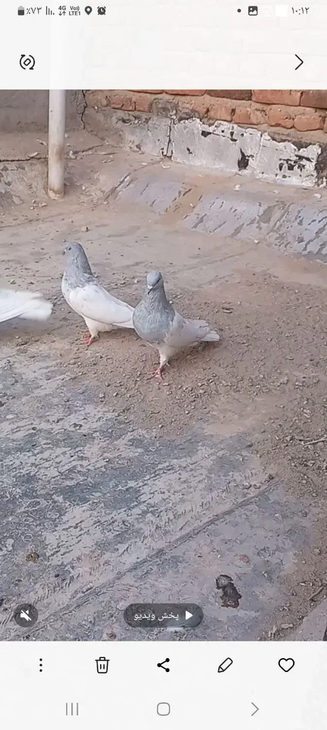 کبوتر کله دار|پرنده|خسروشاه, |دیوار