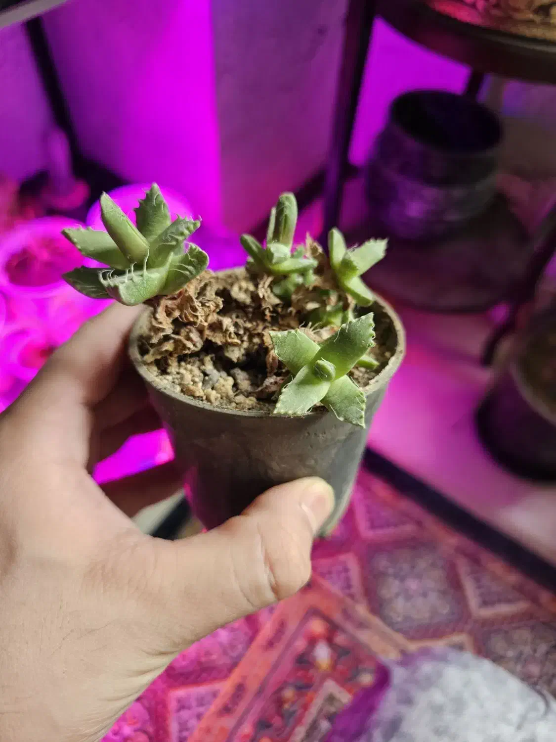 گل و کاکتوس ۲۰ تومن|گل و گیاه طبیعی|اراک, |دیوار