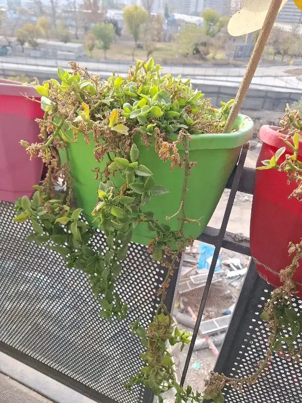 گلدان با پایه 7 عدد|گل و گیاه طبیعی|قمرود, |دیوار