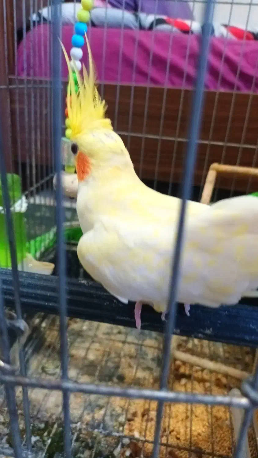 عروس هلندی لوتینو تخم گذار|پرنده|قائم‌شهر, |دیوار