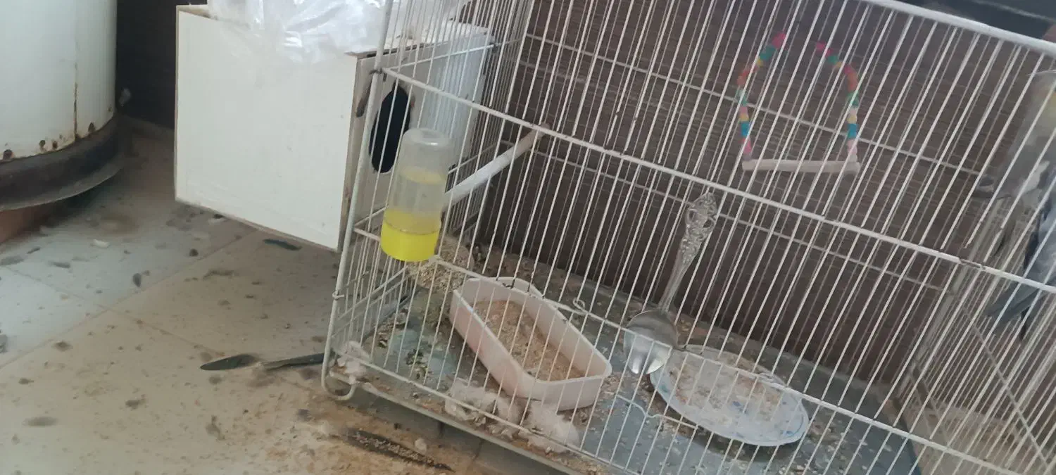 عروس هلندی|پرنده|زبرخان, |دیوار