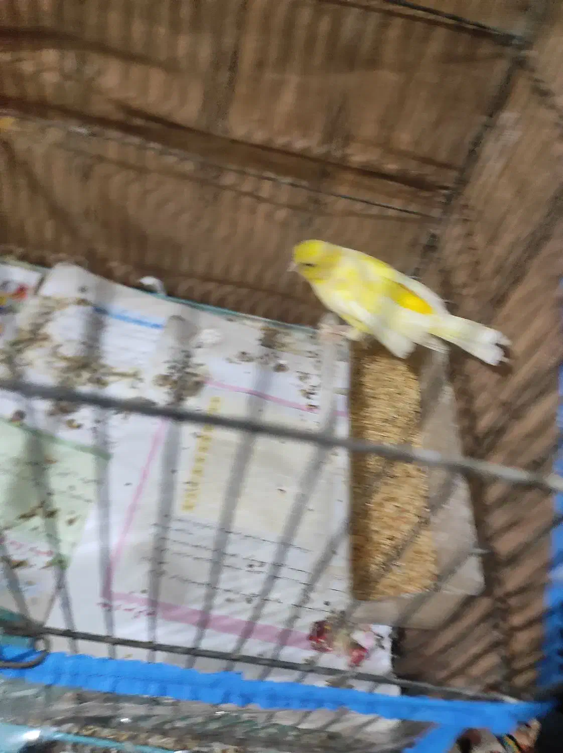 قناری ماده|پرنده|کرمان, |دیوار