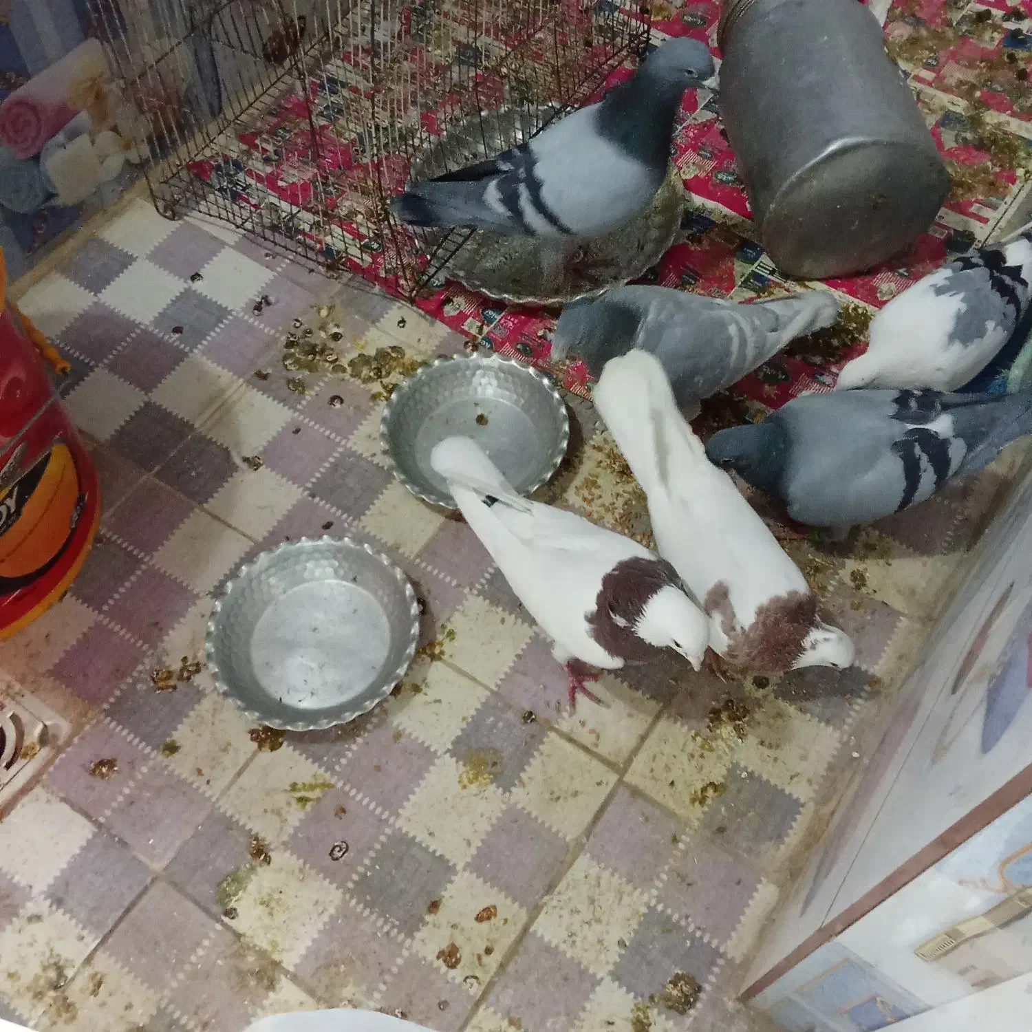 ۶بیرون شهری|پرنده|شیراز, شیخ علی چوپان|دیوار