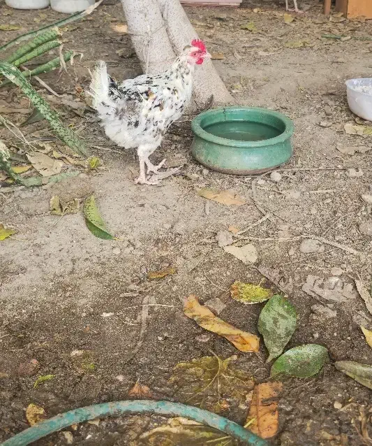 مرغ گلین|حیوانات مزرعه|بندرعباس, |دیوار