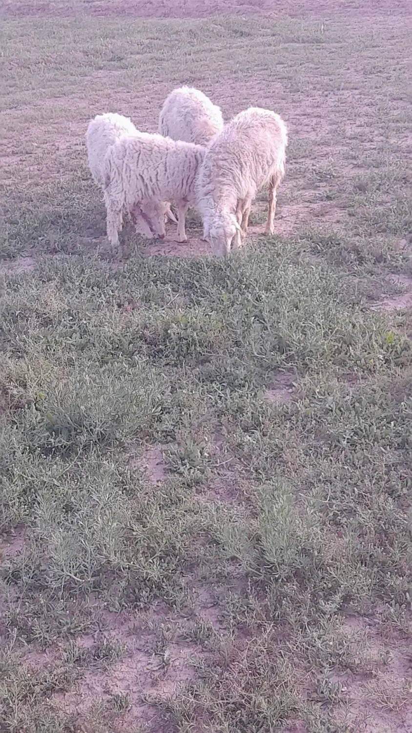 میش.،.|حیوانات مزرعه|فردوس (خراسان), |دیوار