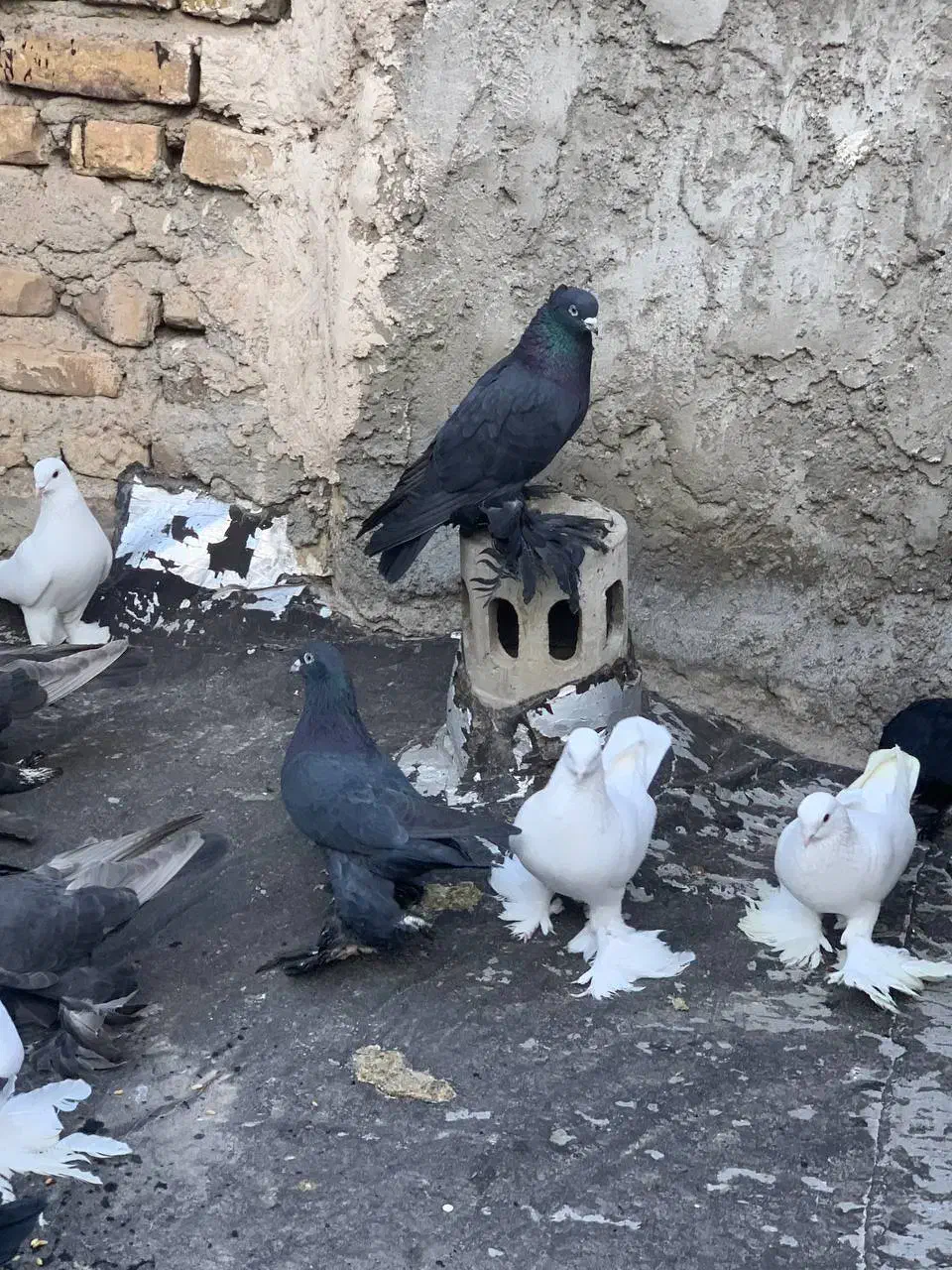 کفتر قره|پرنده|تبریز, |دیوار