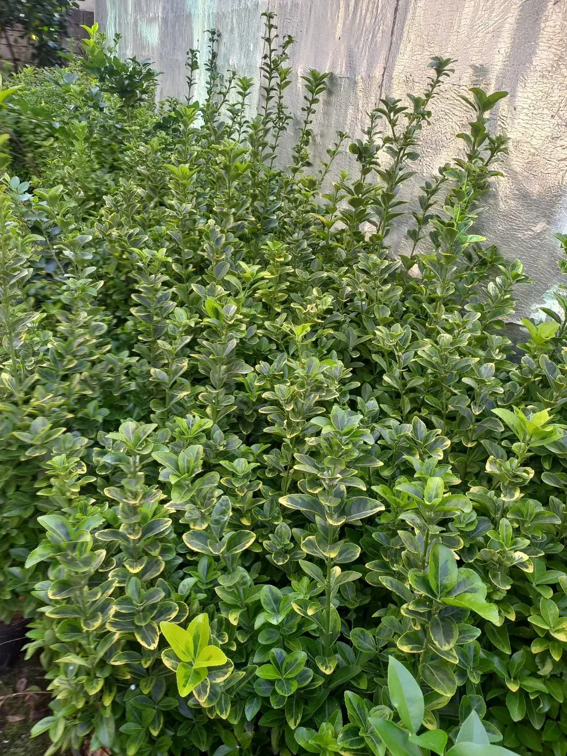 فروش شمشاد|گل و گیاه طبیعی|رحیم‌آباد, |دیوار