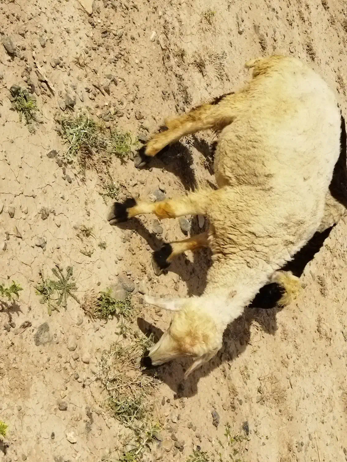 میش|حیوانات مزرعه|جیرفت, |دیوار