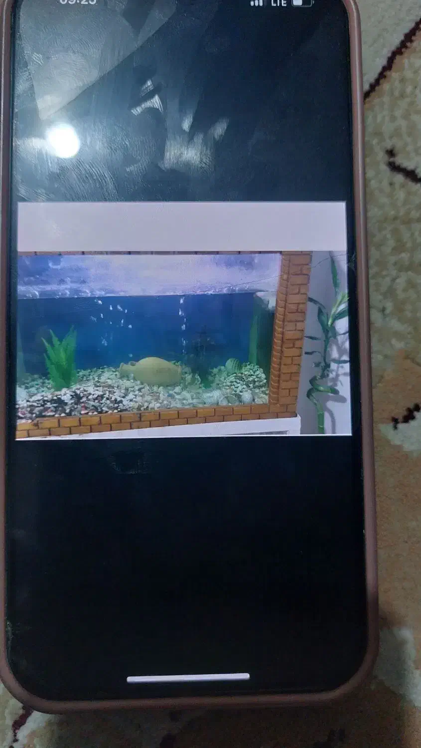 آکواریوم شیک|ماهی|لاهیجان, شهرک جانبازان|دیوار