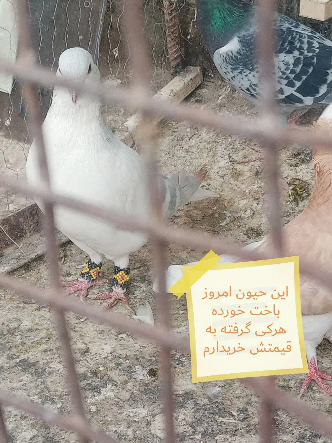 گمشده|حیوانات|نیشابور, ابراهیمی|دیوار