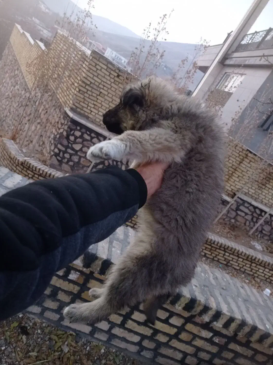 سرابی|سگ|کوهسار (البرز), |دیوار