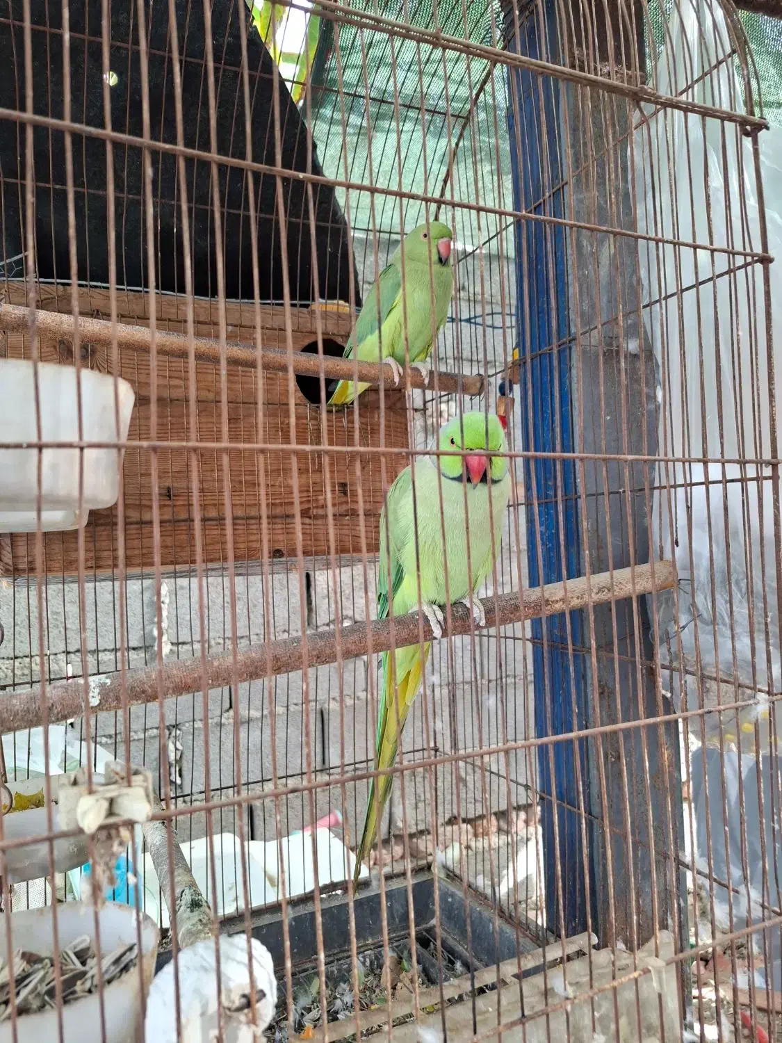 طوطی ملنگوجفت مولدضمانتی تخم وجوجه‌|پرنده|چابهار, |دیوار