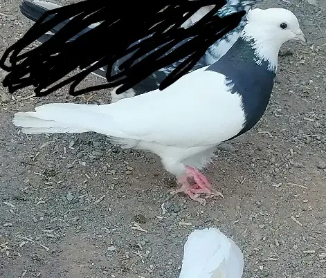 دوعدد طوقی ماده کلاهی عروسک|پرنده|گنبکی, |دیوار