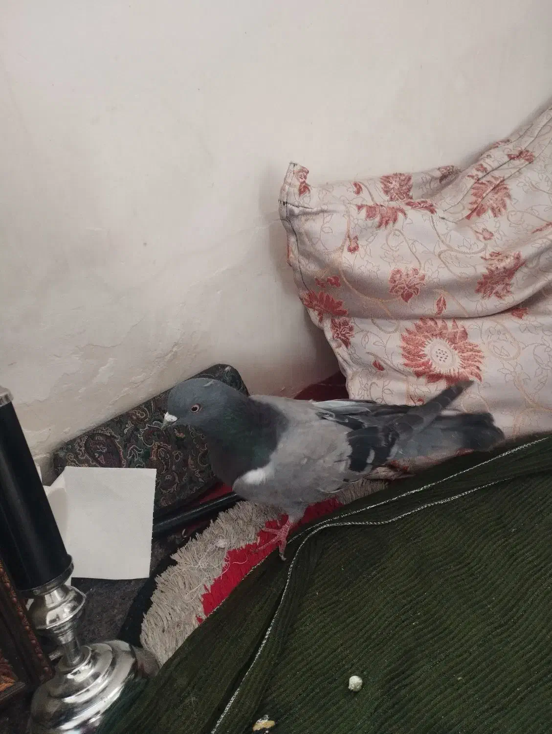 یک جفت کبوترسبز|پرنده|میاندوآب, |دیوار