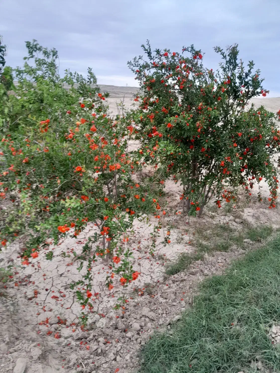 کودحیوانی|خدمات باغبانی و درختکاری|گنبد کاووس, |دیوار