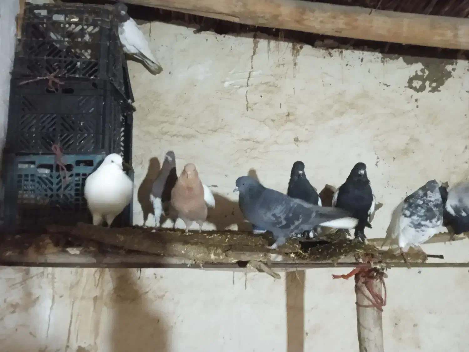 یک لانه کبوتر|پرنده|چهاربرج, |دیوار