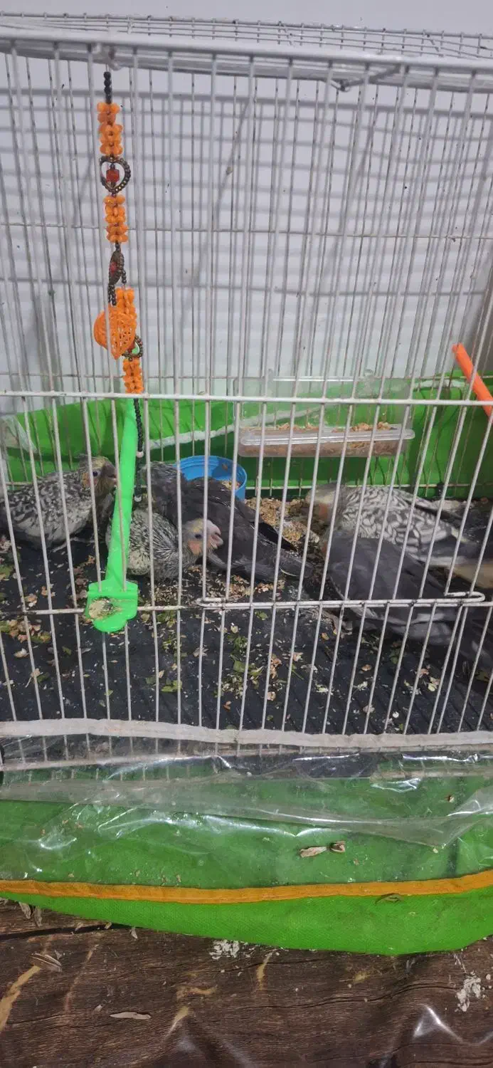 یک جفت عروس هلندی فروشی|پرنده|پائین جام, |دیوار