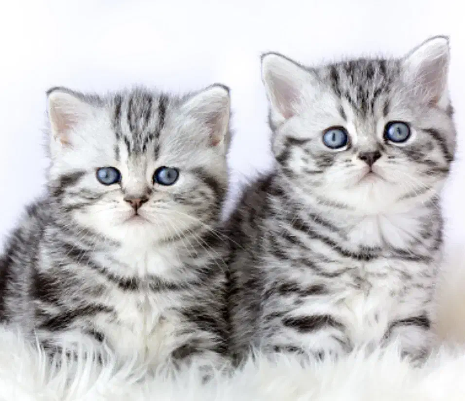 شهر گربه بریتیش سیلور|گربه|تهران, شهرک غرب|دیوار