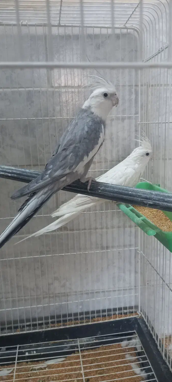 عروس هلندی مولد|پرنده|فلاورجان, |دیوار