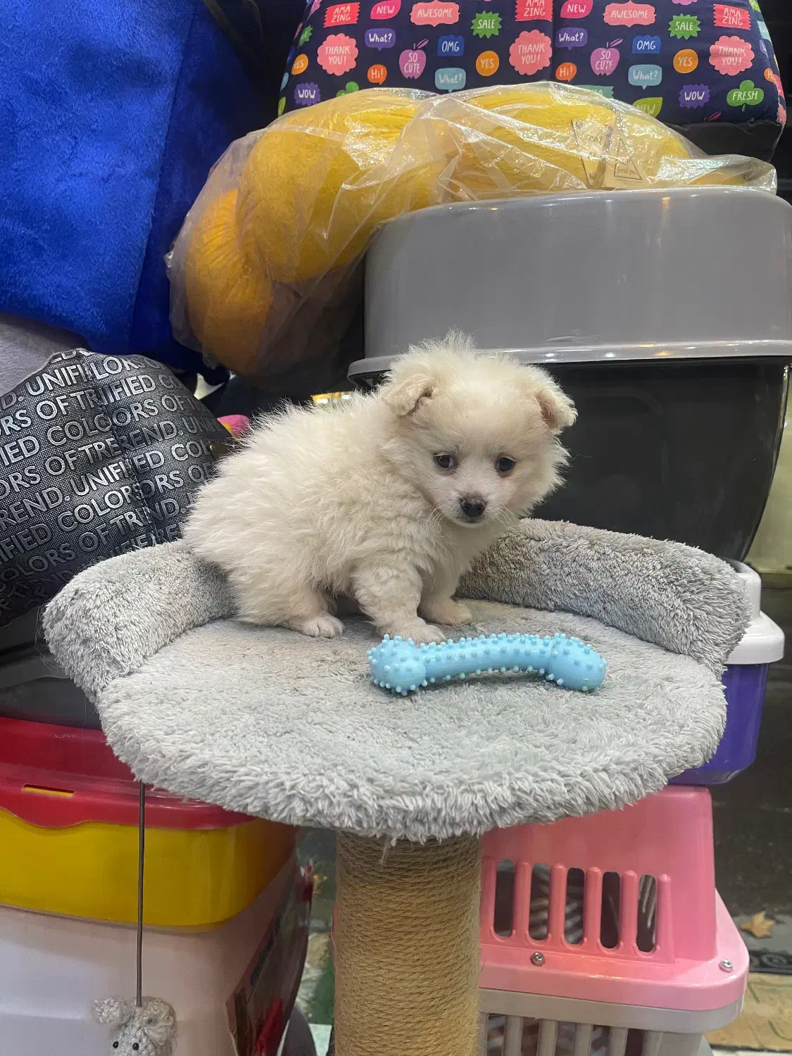 ۲ماهه نر|سگ|رشت, پل تالشان|دیوار