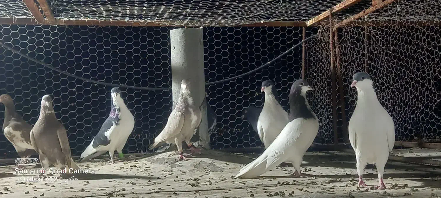 فروش کبوتر هوایی دونه ای ۵۰۰هزارتومان|پرنده|شیراز, شهرک مهرگان|دیوار