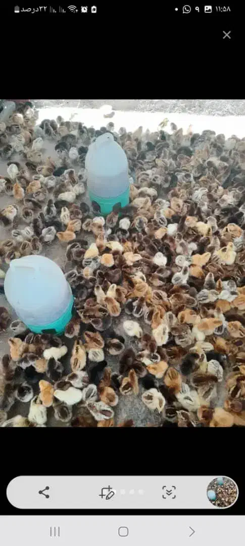 فروش جوجه محلی|حیوانات مزرعه|لنده, |دیوار