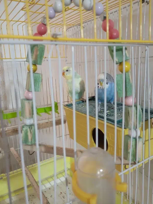 چند عدد پرنده|پرنده|گلستان (تهران), |دیوار